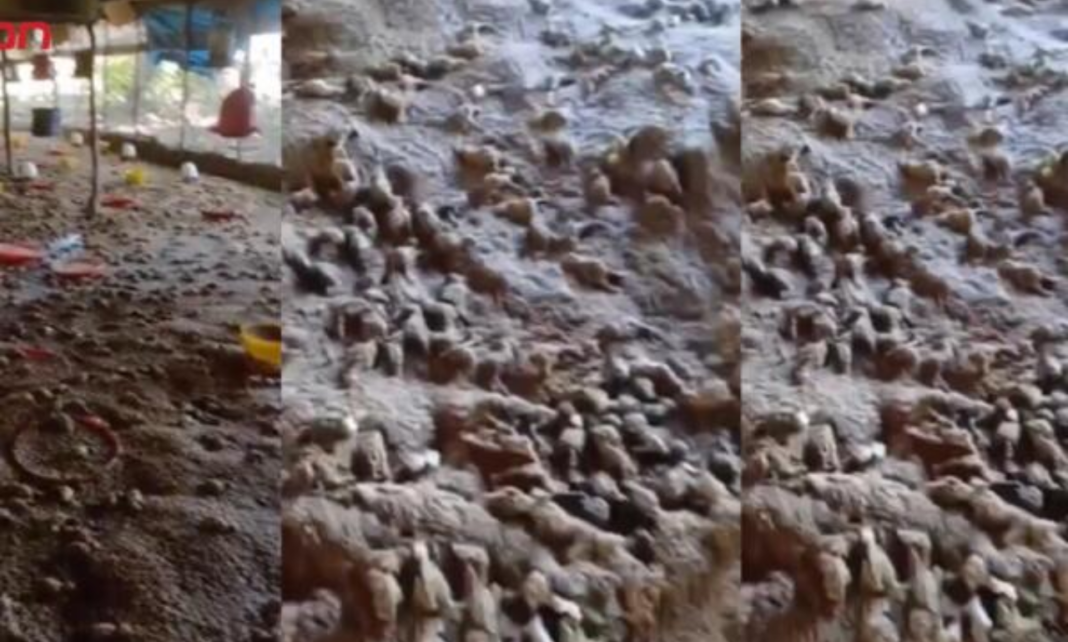 Inundaciones provocan la muerte de más de 11 mil pollitos en granja de Valverde Inundaciones provocan la muerte de más de 11 mil pollitos en granja de Valverde Guayacanes, Valverde.– Las intensas lluvias registradas el pasado martes 7 de abril de 2026 continúan dejando pérdidas devastadoras en distintos puntos del país, y uno de los casos más impactantes se produjo en el distrito municipal de Guayacanes, donde más de 11,000 pollitos murieron a causa de las inundaciones que afectaron una granja avícola de la zona. El desbordamiento de aguas, provocado por las fuertes precipitaciones, anegó por completo las instalaciones, impidiendo que los animales pudieran ser rescatados a tiempo. Las imágenes captadas en el lugar evidencian la magnitud de la tragedia, con las áreas de crianza totalmente cubiertas por agua y los criaderos colapsados. Este hecho representa un duro golpe para el productor afectado, ya que la pérdida no solo impacta la inversión económica, sino también la cadena de producción avícola en la zona, en momentos en que el sector enfrenta múltiples desafíos. Las lluvias, que se concentraron en gran parte del territorio nacional, han generado inundaciones en comunidades vulnerables, afectando viviendas, caminos vecinales y actividades productivas, siendo la agropecuaria una de las más golpeadas. Productores de la región han expresado su preocupación ante la frecuencia de estos eventos climáticos, advirtiendo que sin medidas de mitigación y apoyo oportuno, situaciones como esta podrían repetirse. Las autoridades continúan evaluando los daños provocados por las lluvias, mientras se espera que en las próximas horas se ofrezcan respuestas para asistir a los afectados por este evento que ha dejado pérdidas millonarias en el sector agropecuario.