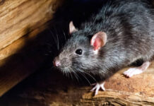 Ministerio de Salud informa que no hay evidencia de circulación de hantavirus en el país; orienta sobre medidas preventivas