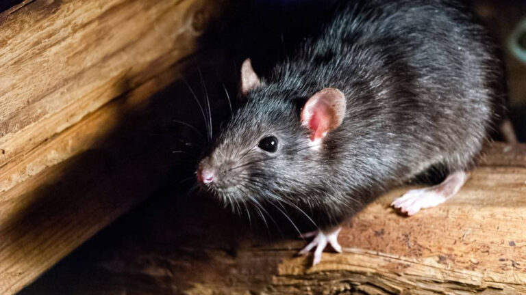 Ministerio de Salud informa que no hay evidencia de circulación de hantavirus en el país; orienta sobre medidas preventivas