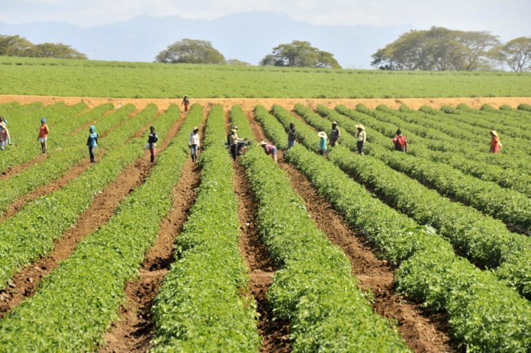 Productores valoran eliminación de cargas tributarias para el agro dominicano
