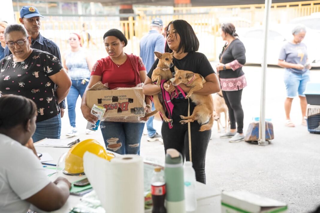 Alcaldía del Distrito Nacional esteriliza 100 perros y gatos durante jornada este fin de semana Alcaldía del Distrito Nacional esteriliza 100 perros y gatos durante jornada este fin de semana