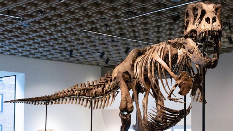 Un esqueleto de T. Rex se vende por un récord de 50,1 millones en subasta en Nueva York